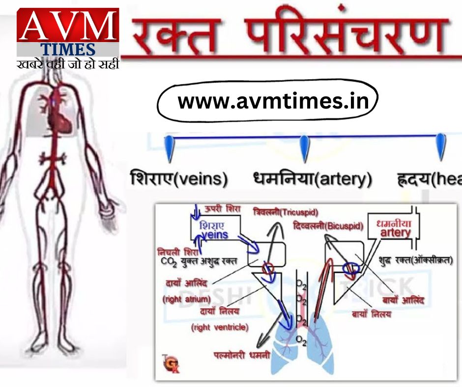 "रक्त परिसंचरण"