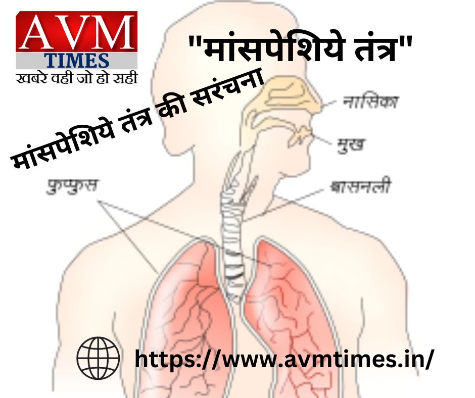 "मांसपेशिये तंत्र"