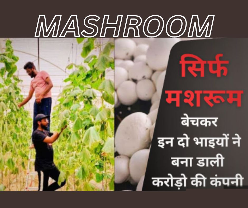 A3R Mushroom Farms Success Story: सिर्फ मशरूम बेचकर इन दो भाइयों ने मिलकर खड़ी कर दी करोड़ो की कंपनी, पढ़े पूरी कहानी!